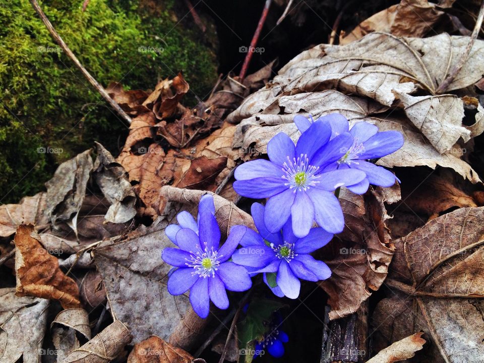 wild flowers