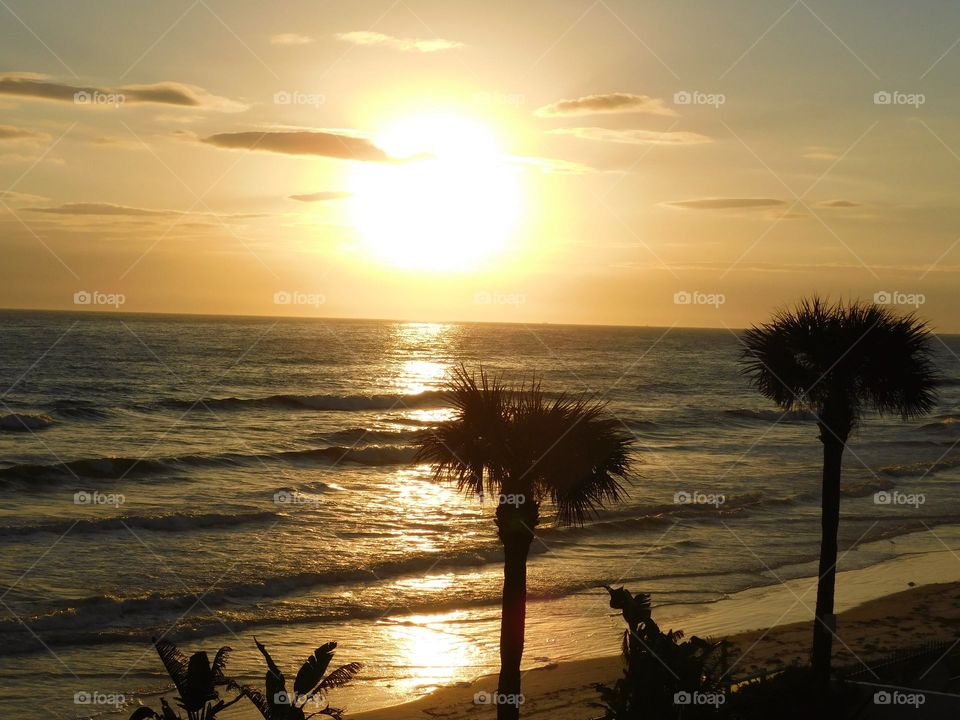 sunrise on the beach, tree