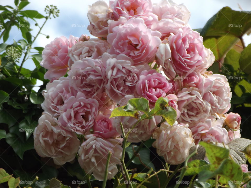 Pink Roses