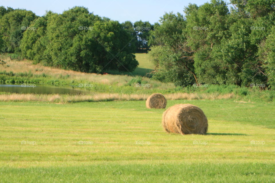 Farmland 
