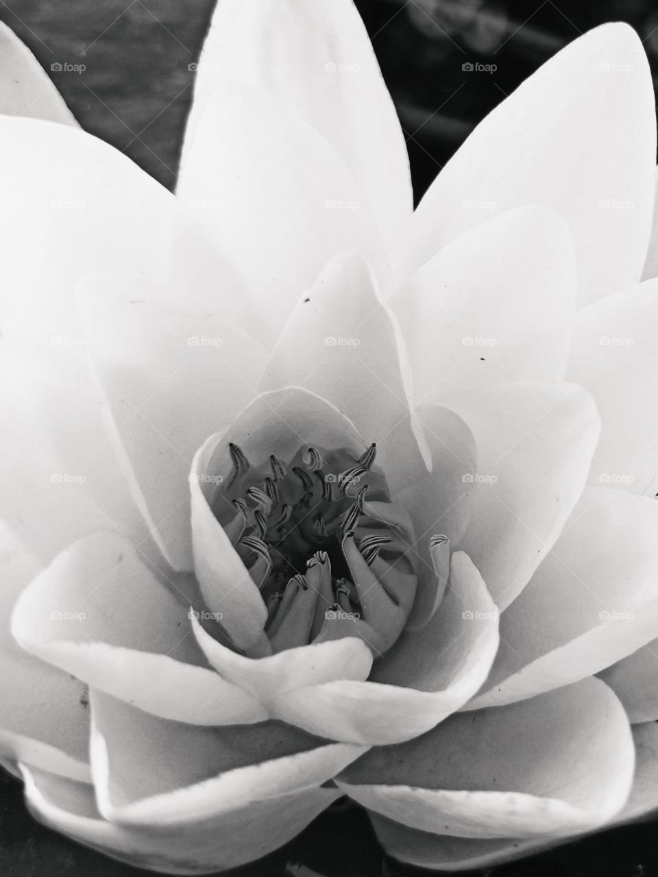 lotus flower closeup in black and white
 water lily macro