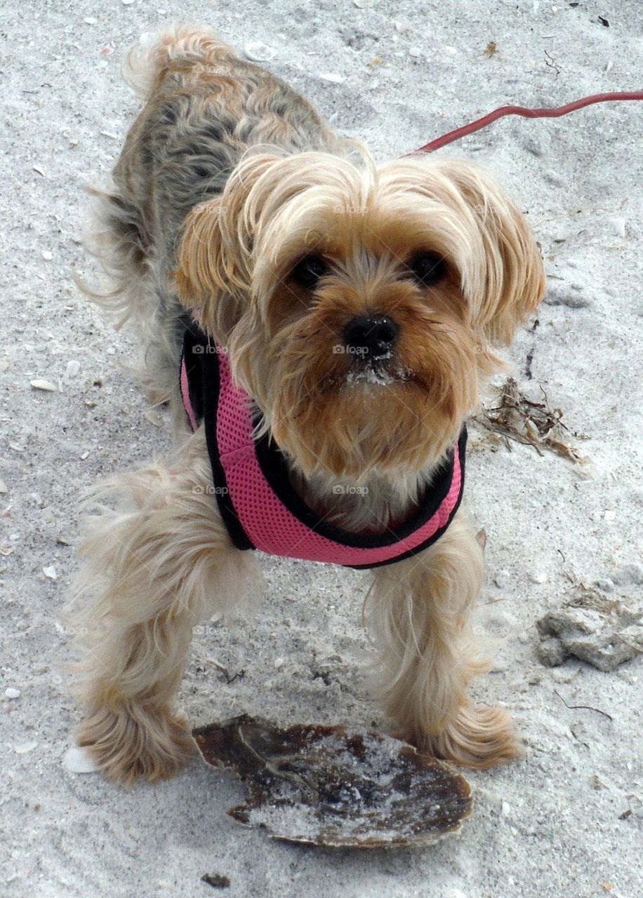 Beach puppy 1