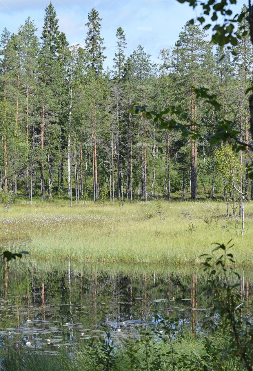 skogstjärn