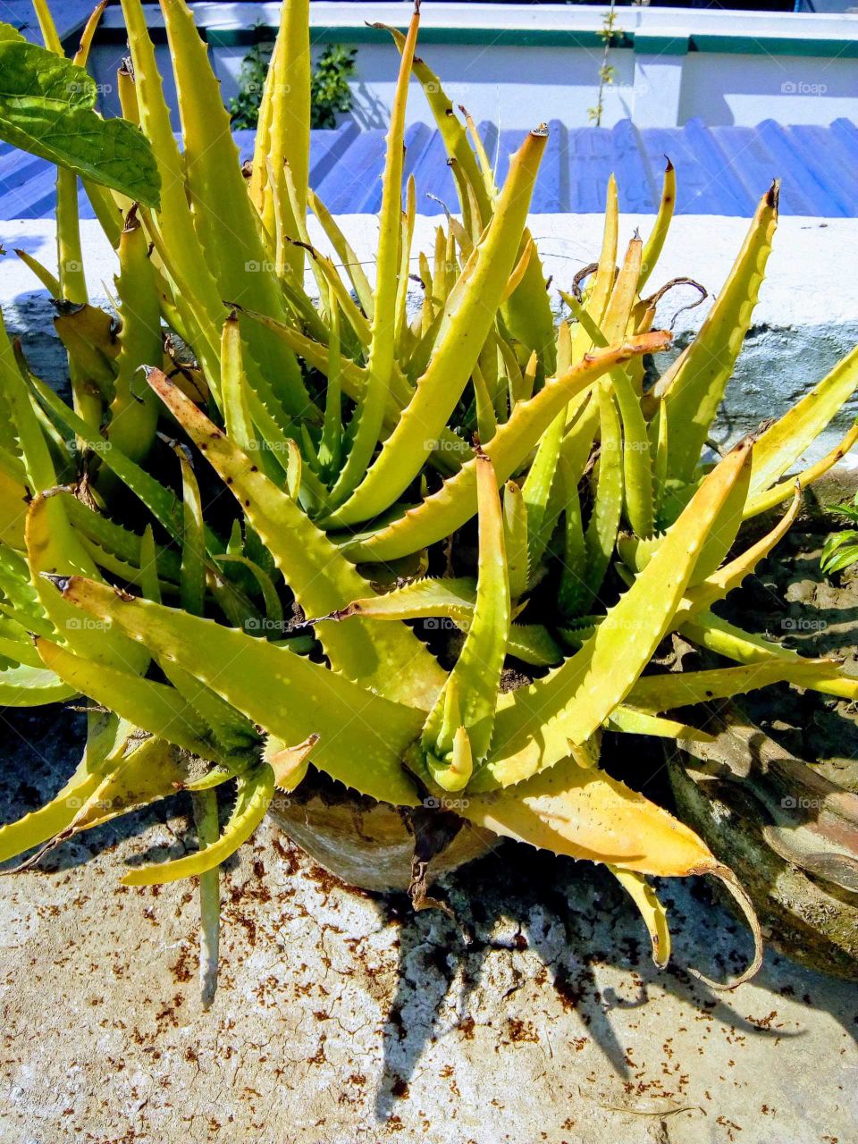 Aloe Vera.