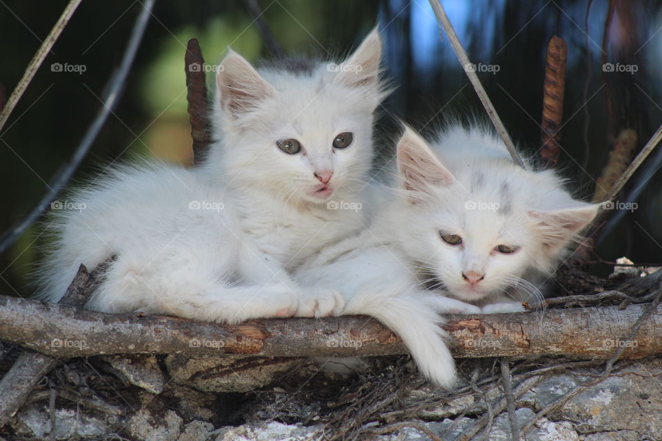 white cats