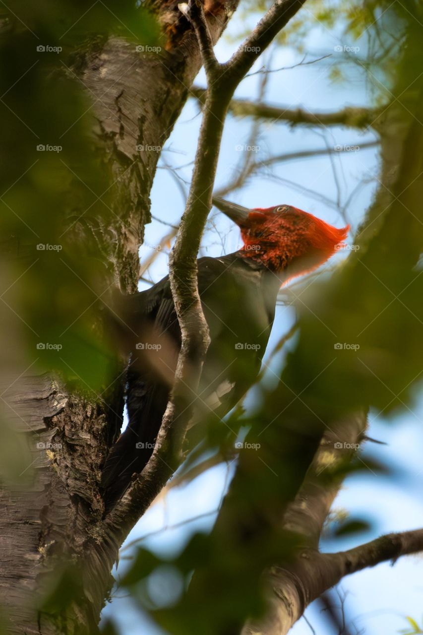 woodpecker in a tree