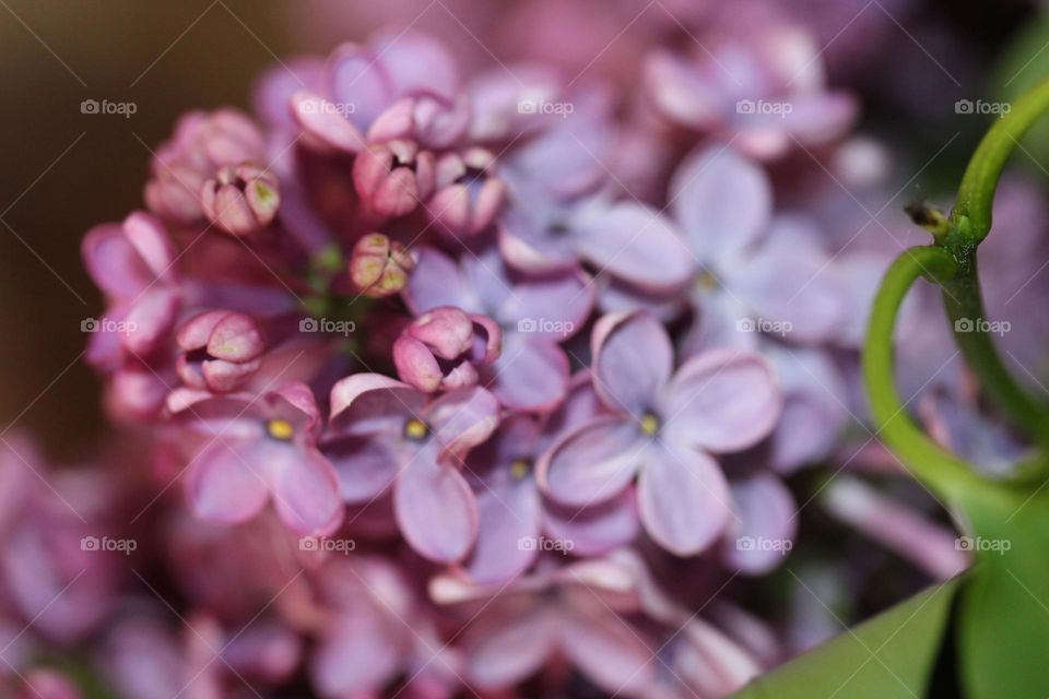 lilac flower