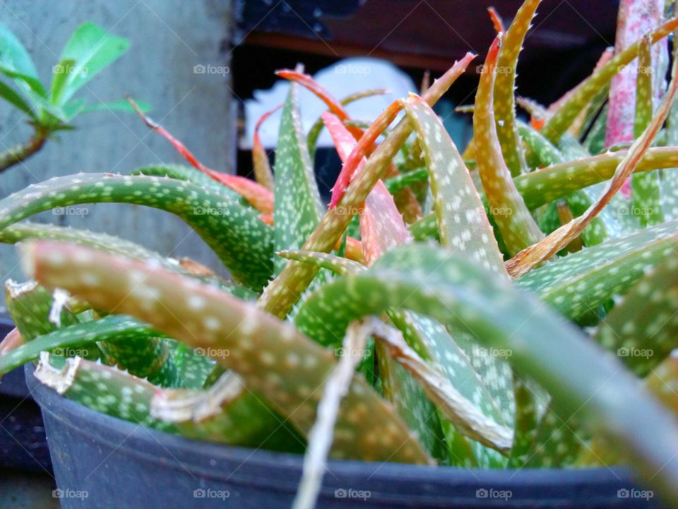 aloevera succulent