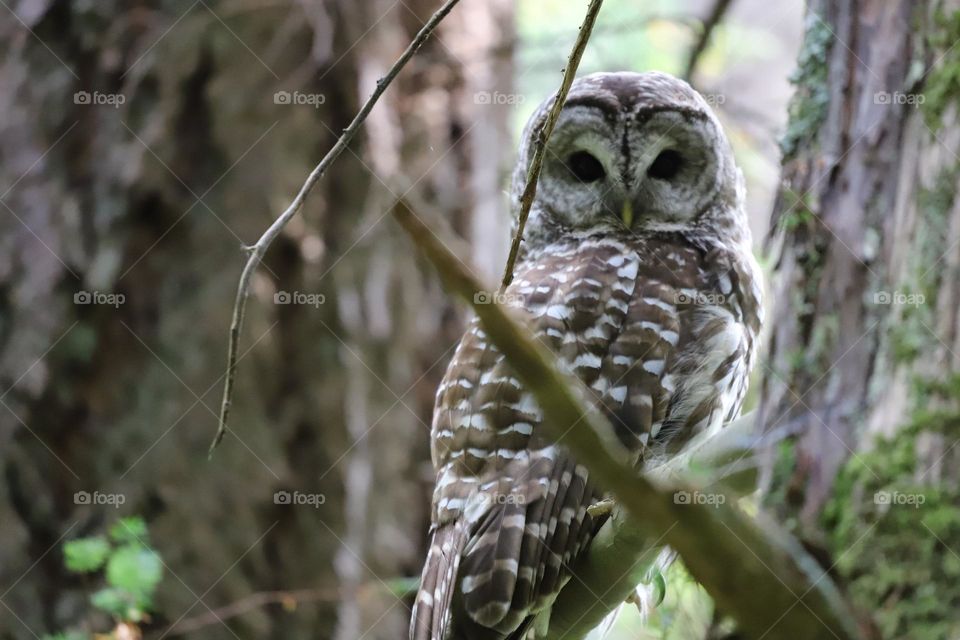 Owl on the tree