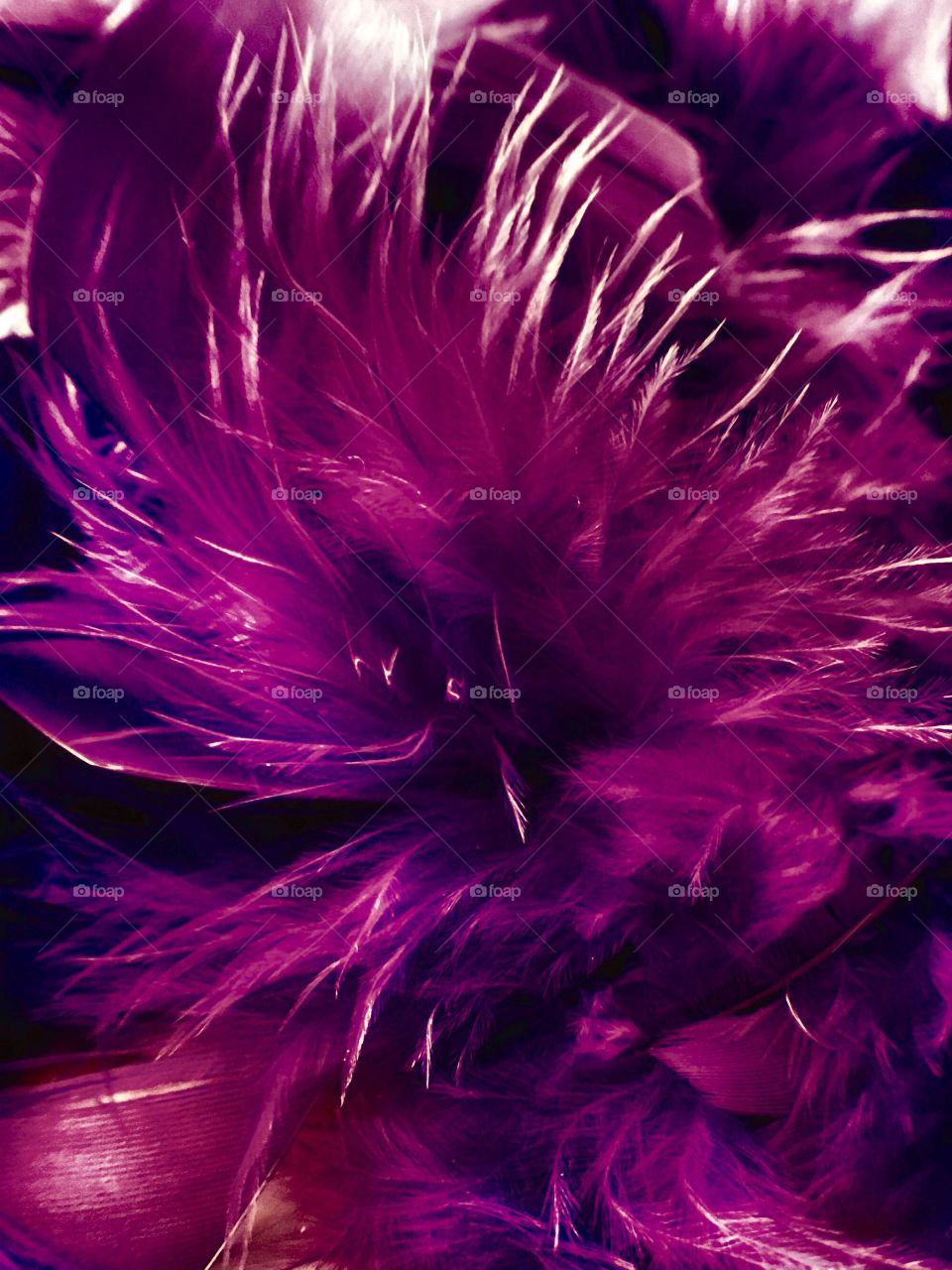 Purple feather 