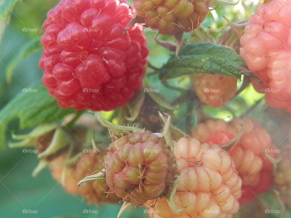 Raspberry Tree