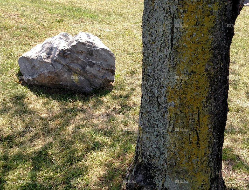 Rock & Tree