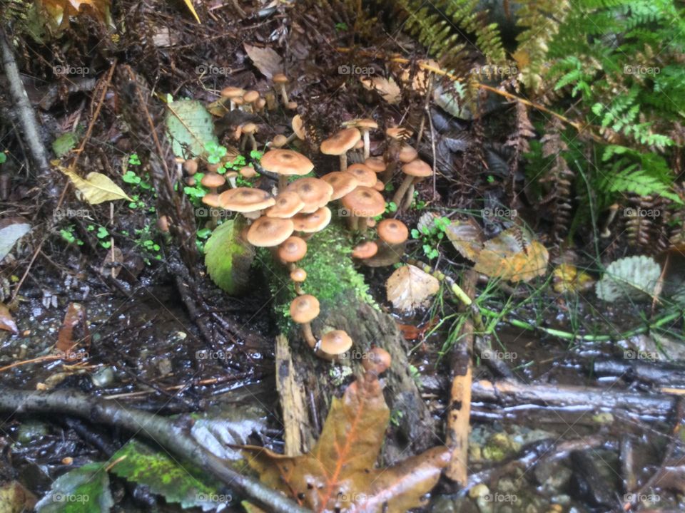 A Cluster of Little Mushrooms on the wood by the stream