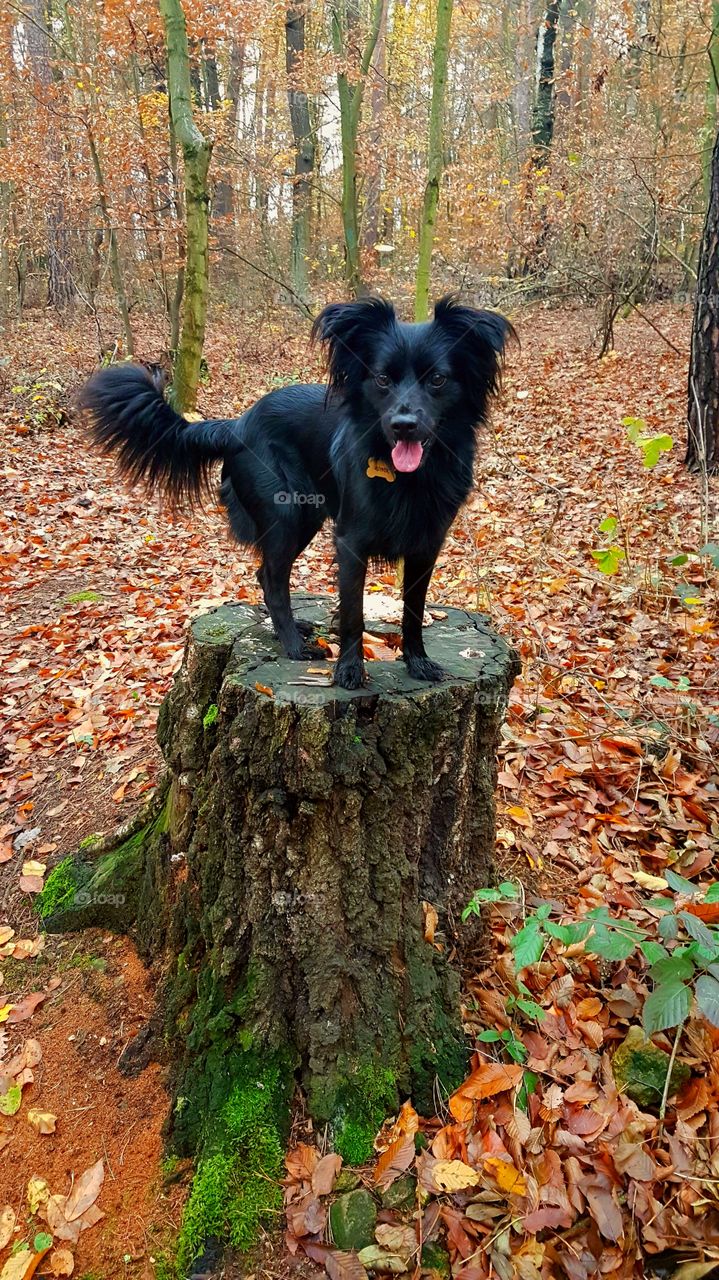 Autumn dog