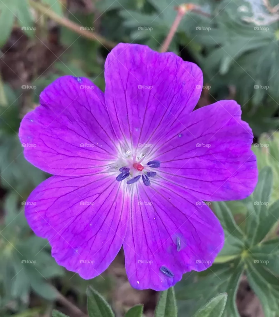 Purple flower