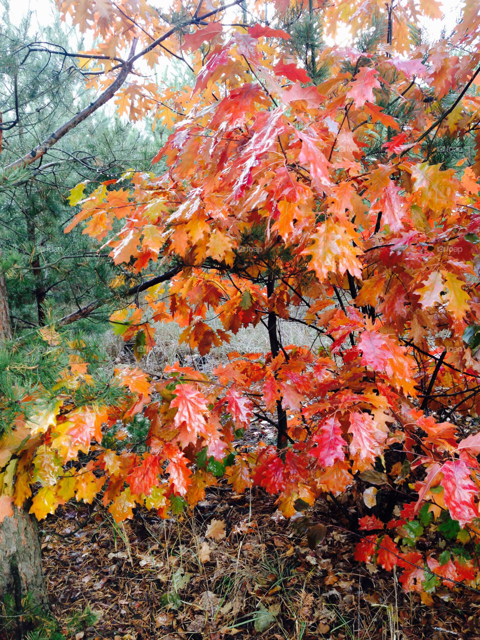 Orange tree in autumn