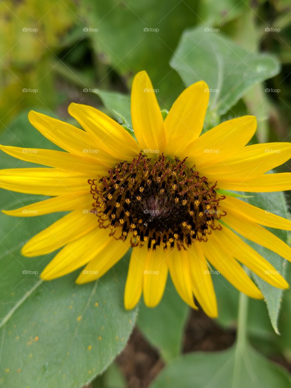 beautiful close up