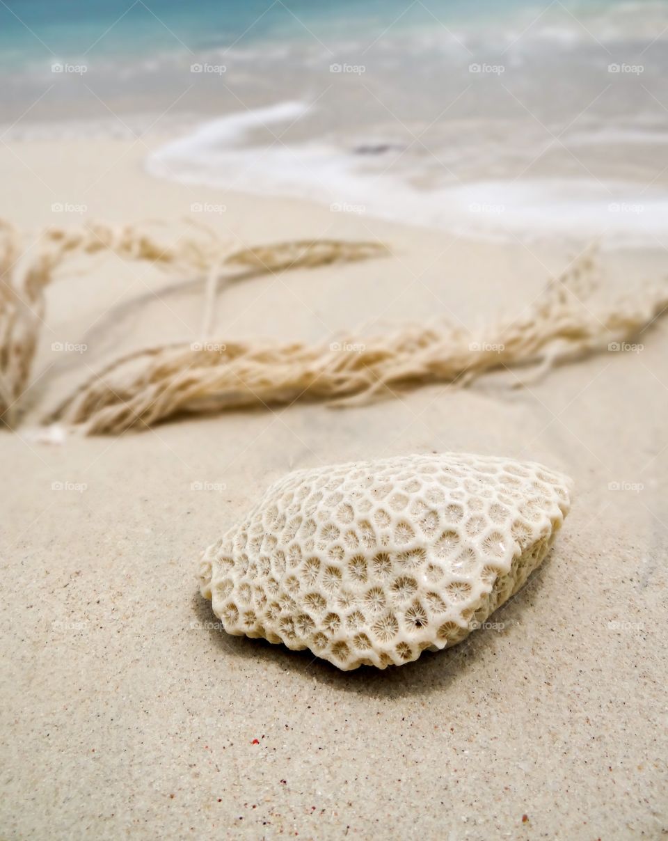 Seashell on sand