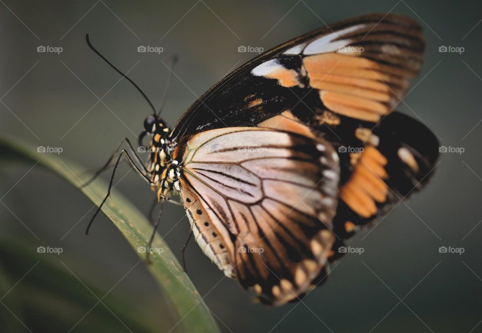 Beautiful and colourful butterfly