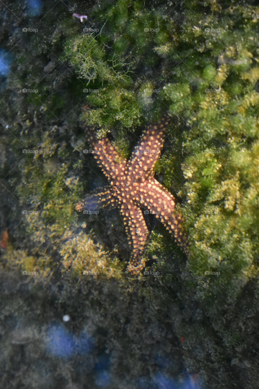 Starfish surrounded in moss