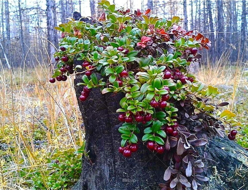 Природа Севера