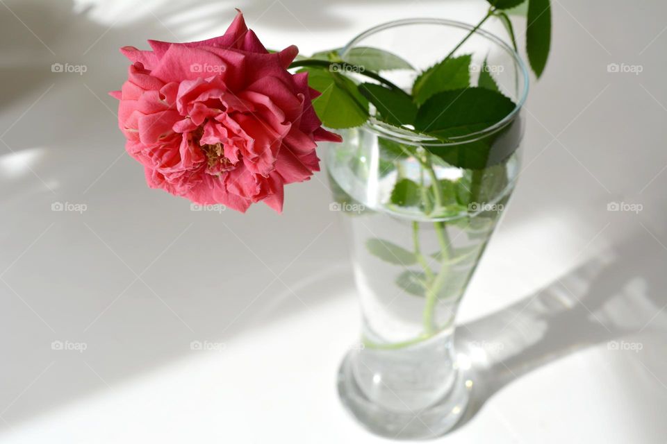 rose flower in glass vase