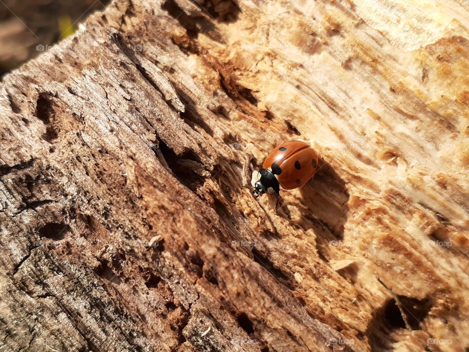 Photo of a red insect on the bark of a tree