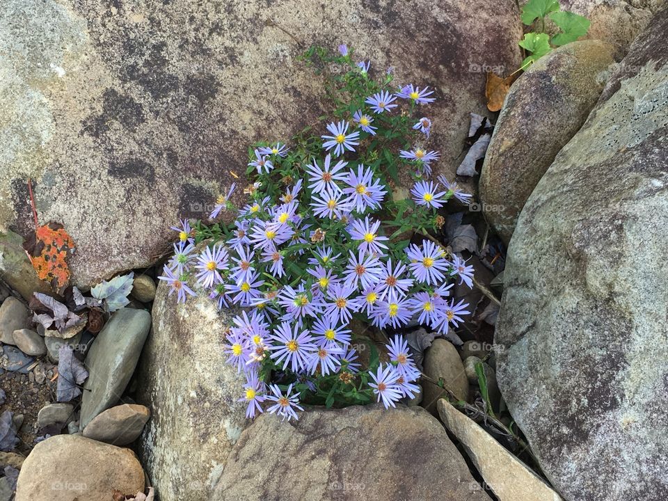 Floral beauty between river rocks. 