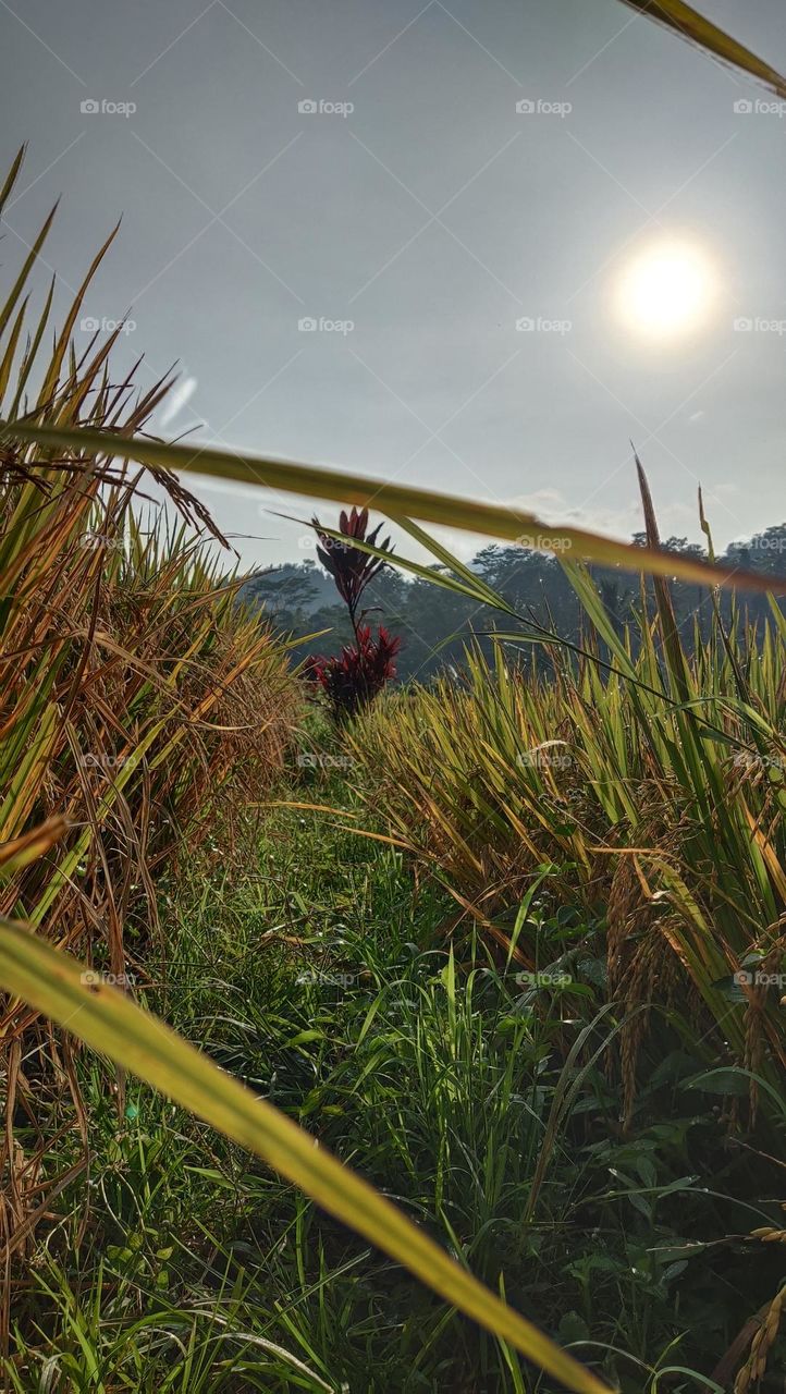 sinar matahari di sawah