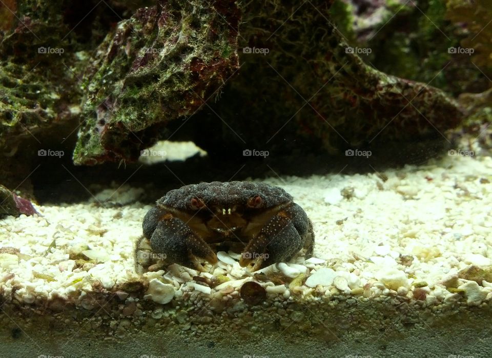 Shocked crab