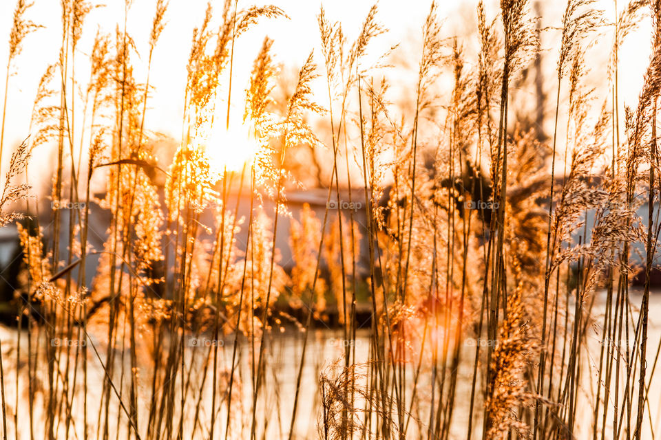 Reed sunset. Golden cane in the sun rays