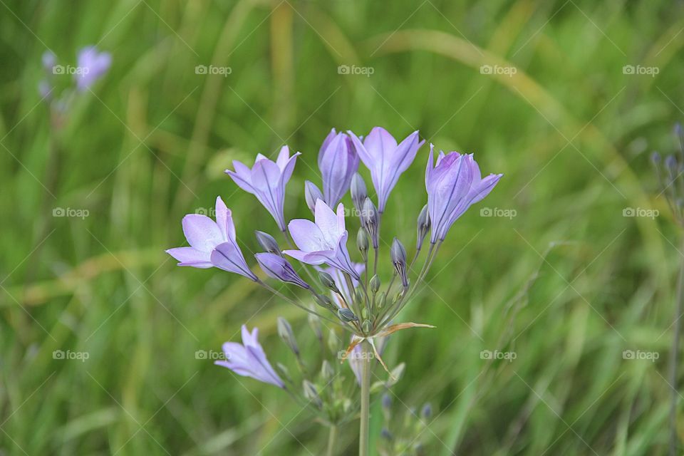 Wild blue flowers 