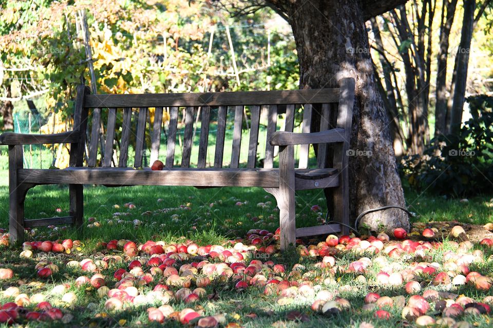 Apple garden . Apple garden 