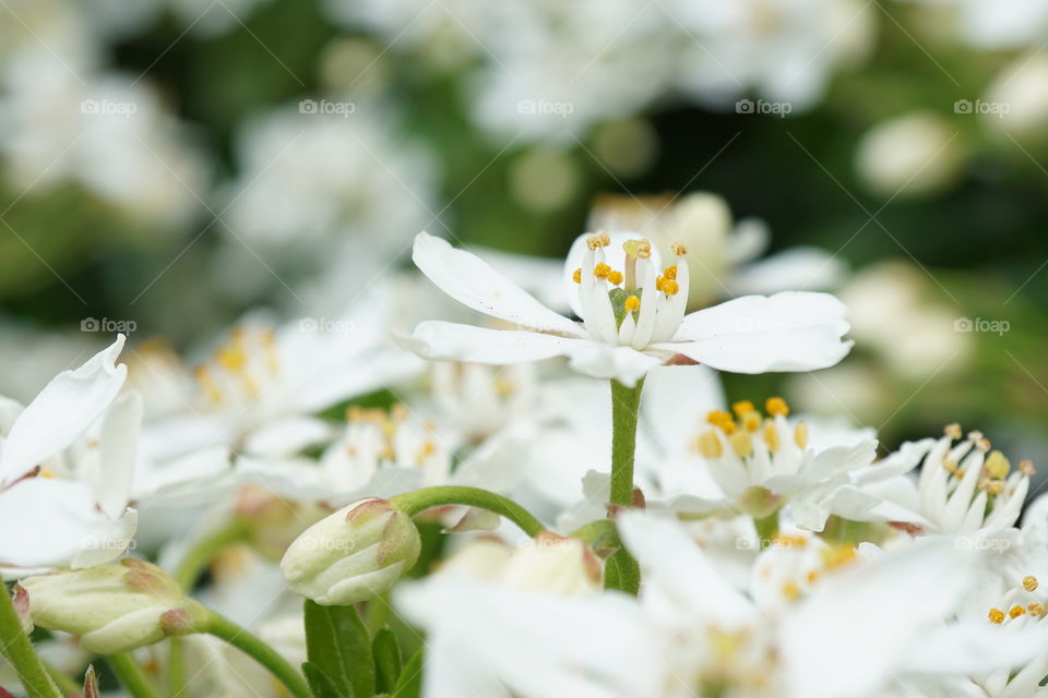 Close up of a white flower reaching for the light .. 