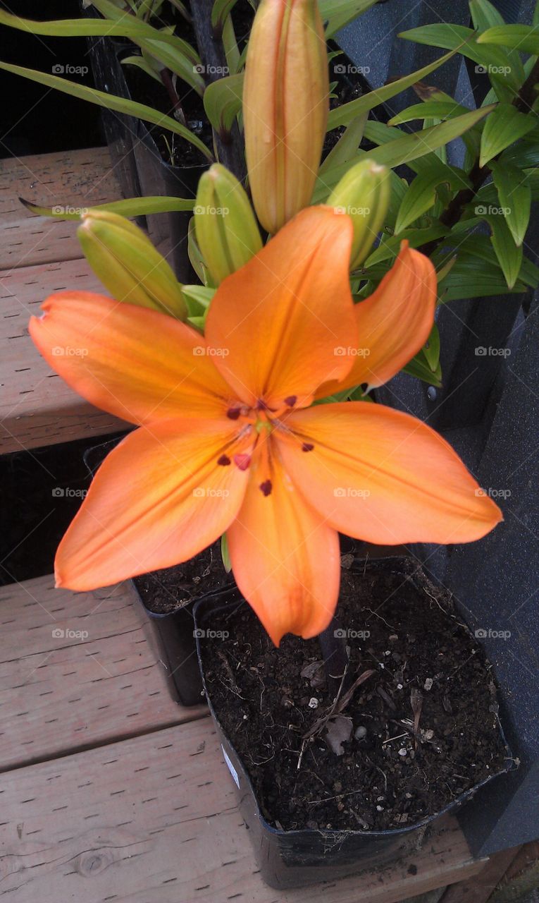 Blooming Orange. An orange lily blooming at my mothers front door.