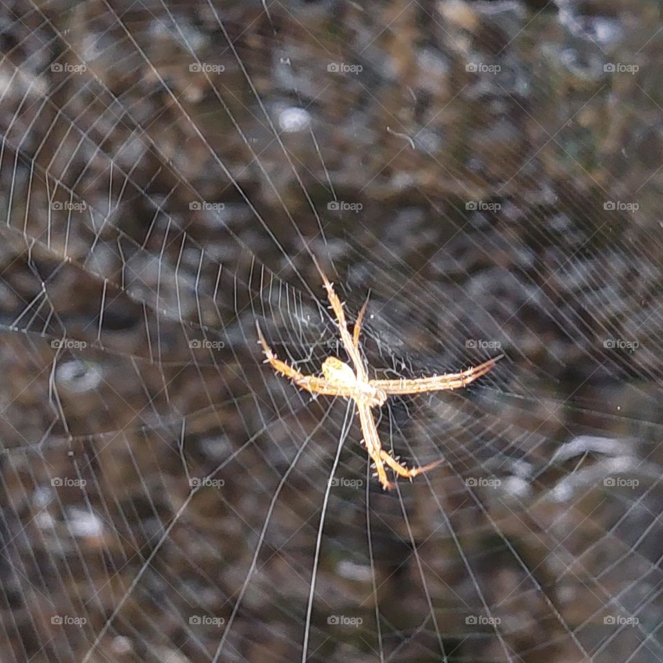 spider in nest, in front of blur pool wall