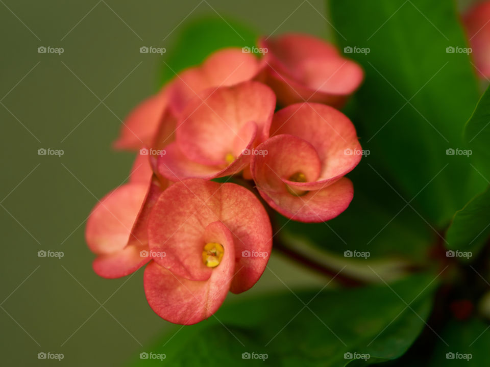 Floral photography - Petals - Crown of thorn