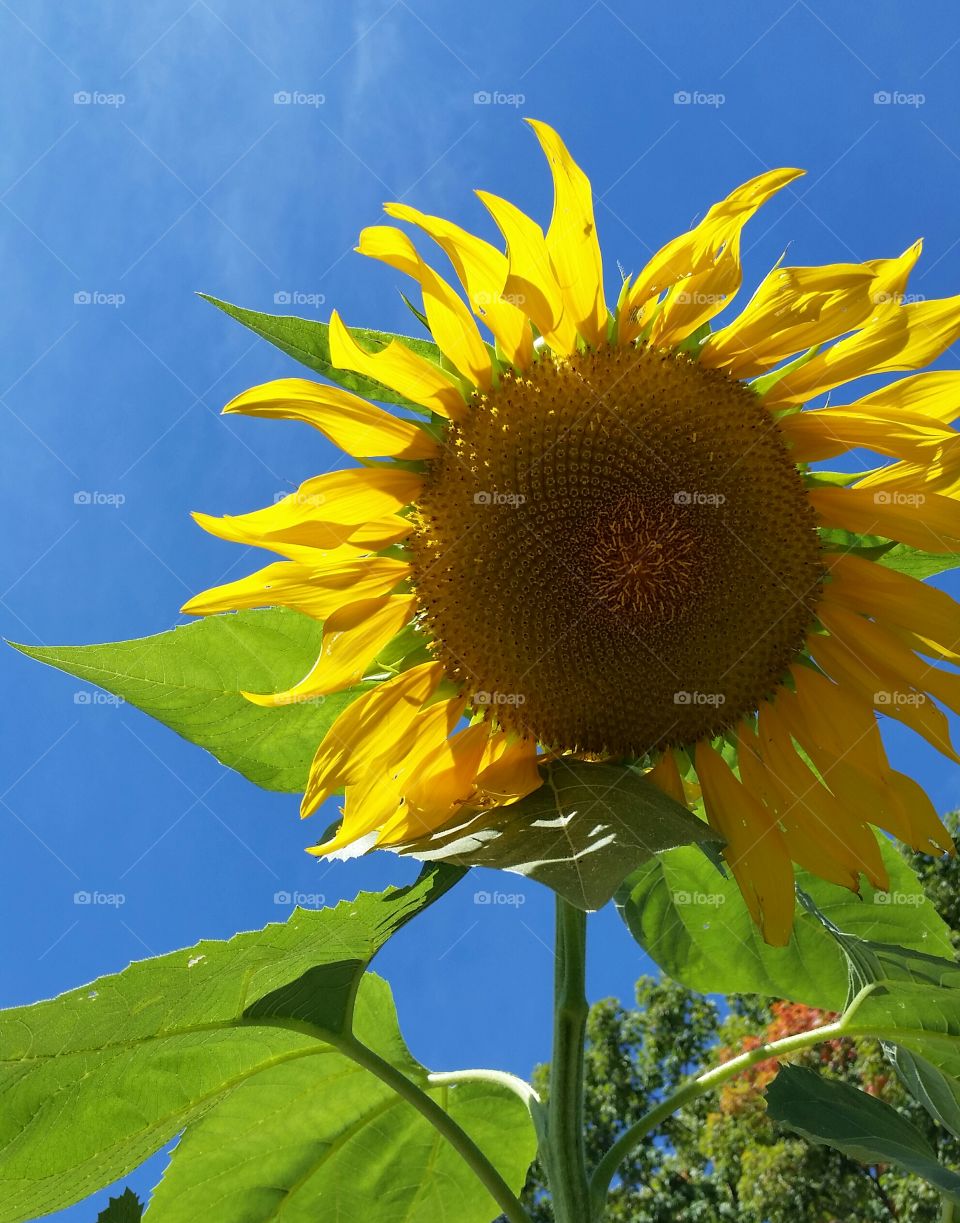 sunshine sunflower