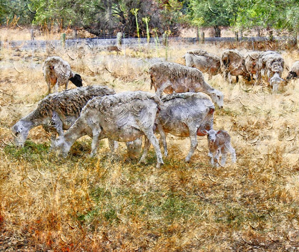 A digital oil painting of a heard of sheep 🐑 eating grass in an open field in the city of Fair Oaks California