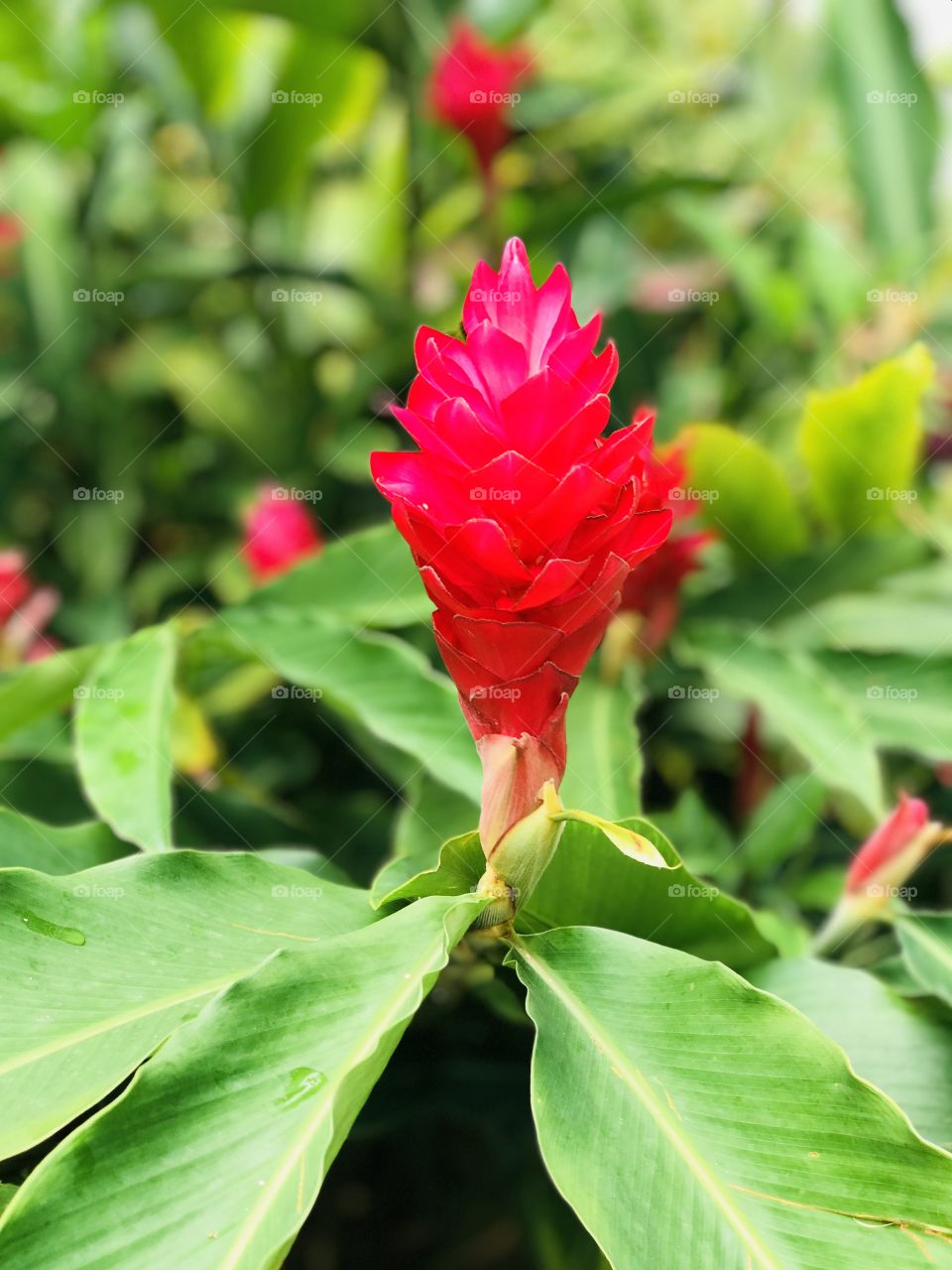 Morning Dew tropical flower