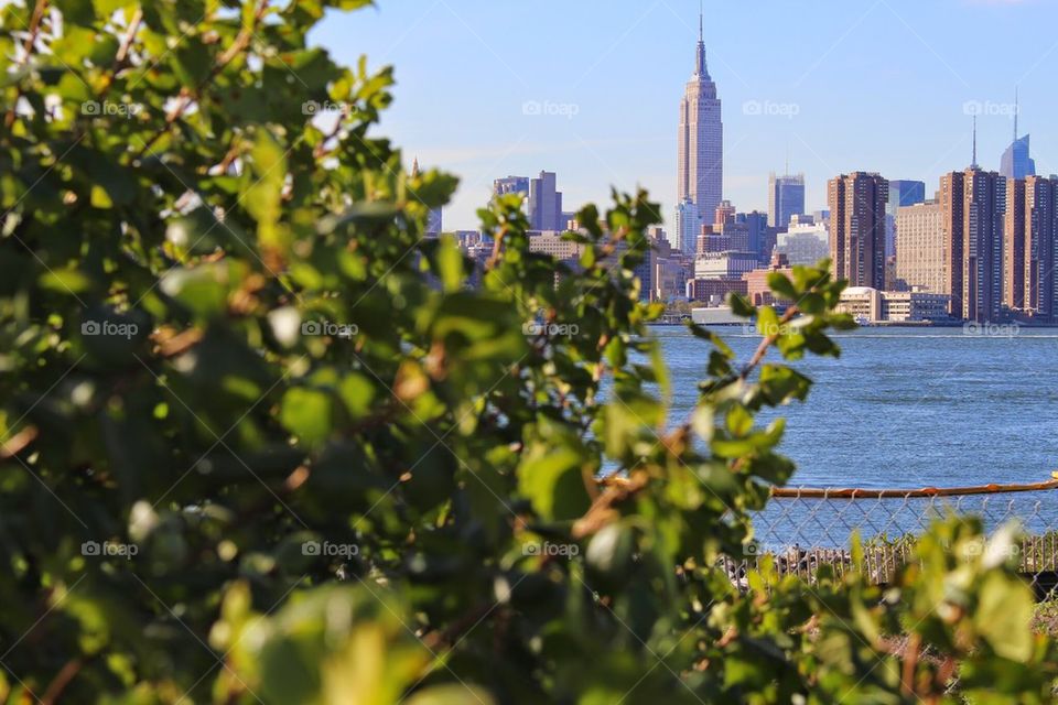 New York through the trees