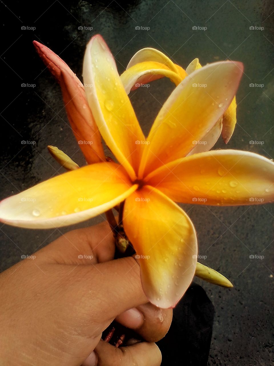 This is yellow fangipani flower