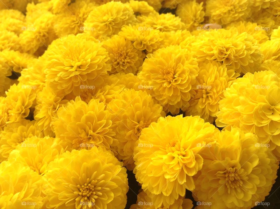 Background with yellow chrysanthemums