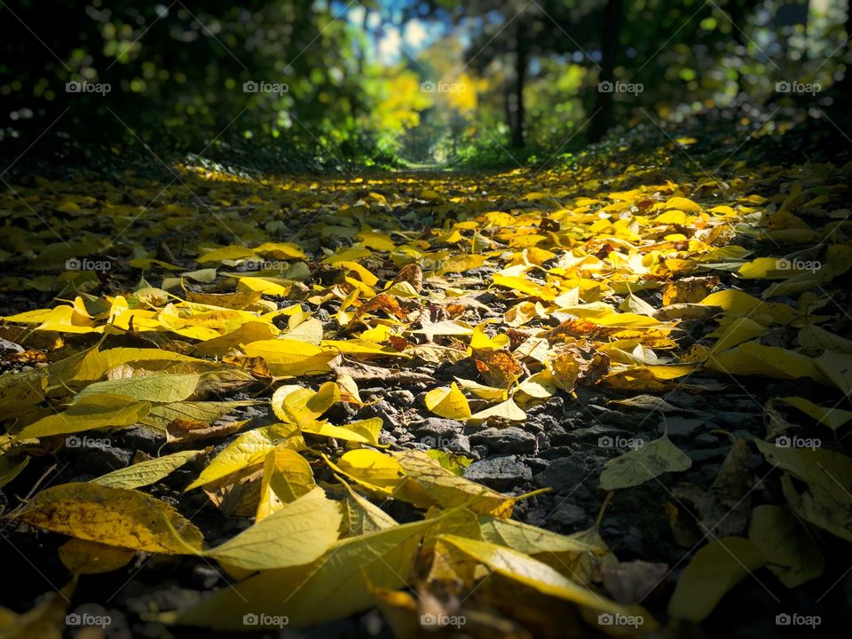 Light shining on yellow leaves fallen on the ground