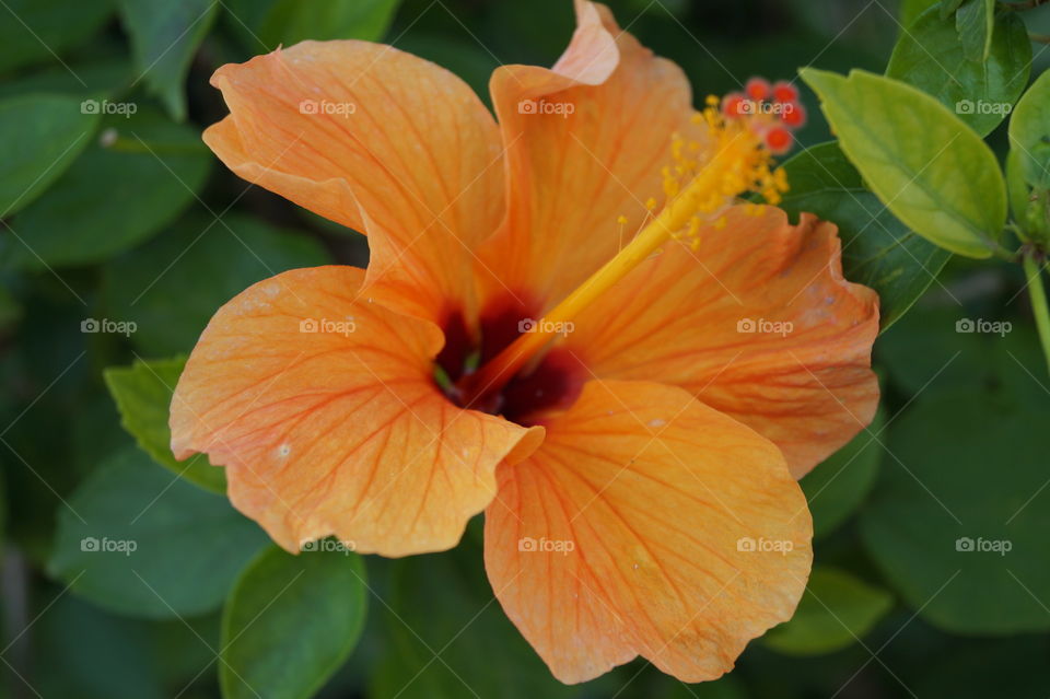 Hibiscus