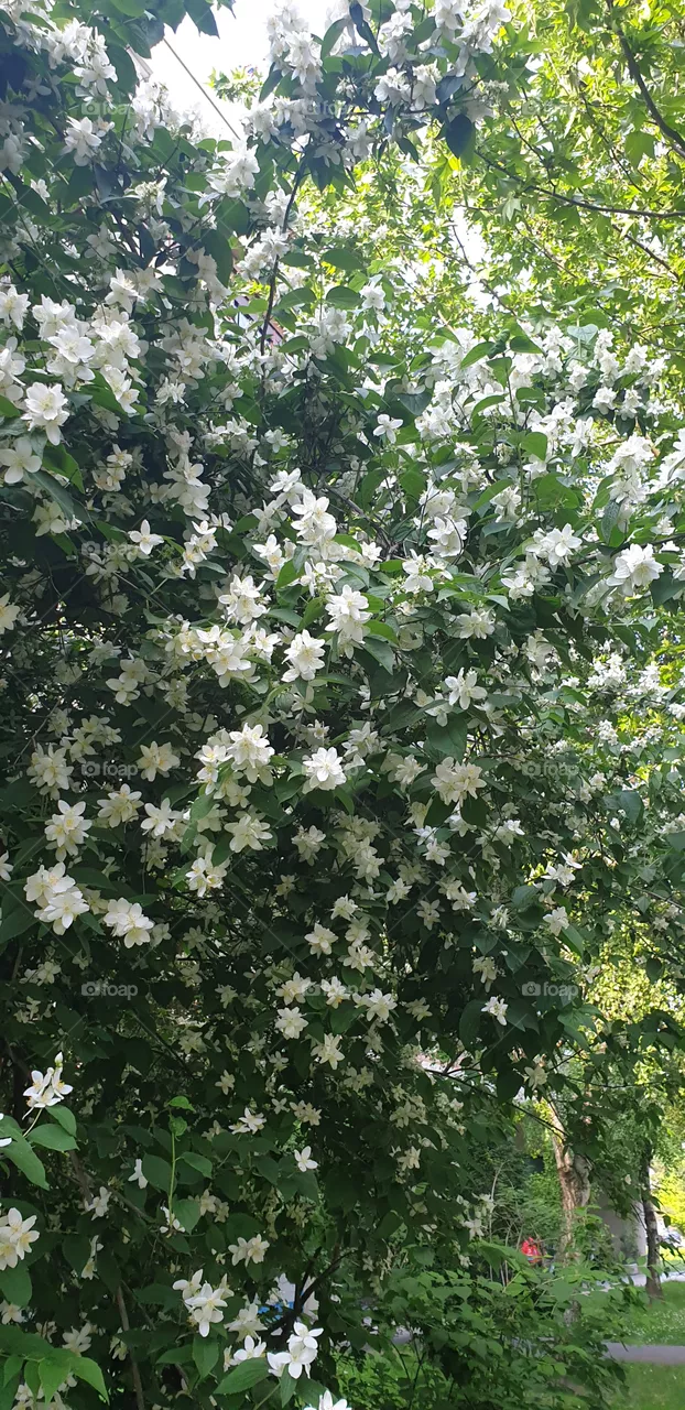 bush with white flowers