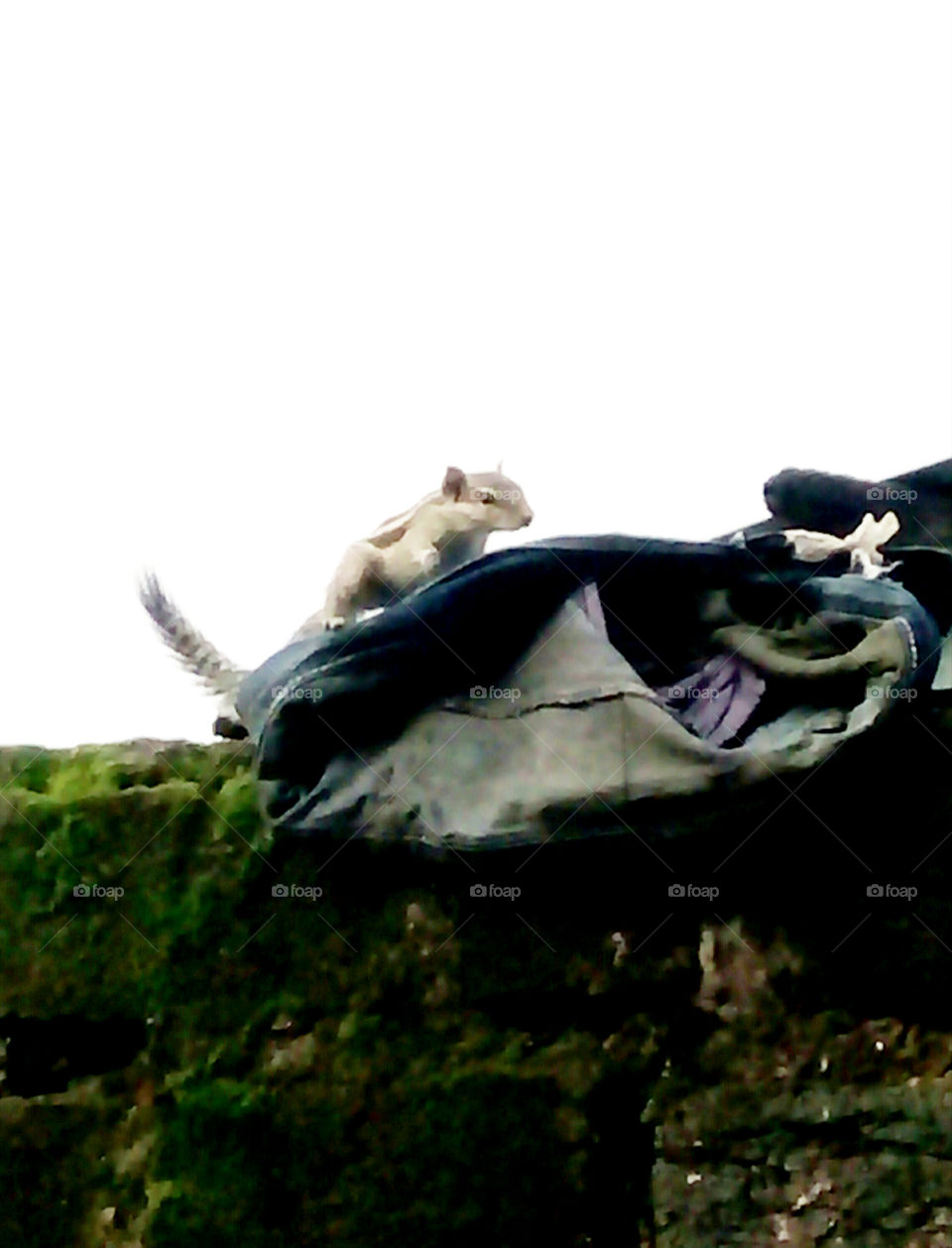 Photographs of a squirrel,a cute photo of an innocent squirrel,a natural photo of a squirrel,a colorful photograph of a squirrel,a photo of a squirrel that suddenly came out,a photo of a squirrel doing naughty jokes,best foto for you