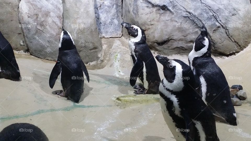penguins at point pleasant. The penguins  at Point Pleasant NJ ,jenkinsons aquarium  ....snap