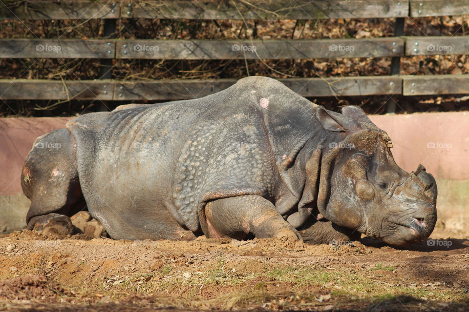 indian rhinoceros lying in the sun