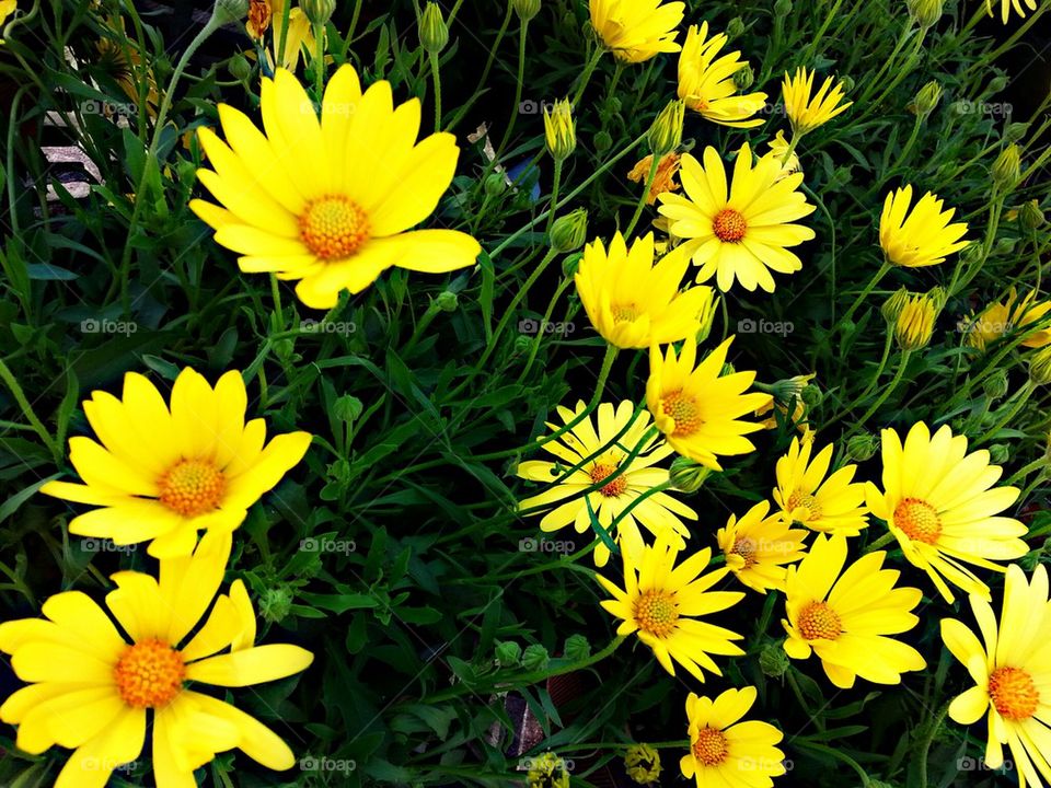 High angle view of yellow flowers